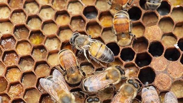 Лечение и профилактика нозематоза у пчел