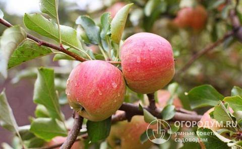 Описание и характеристики сорта яблони чемпион, история и нюансы выращивания