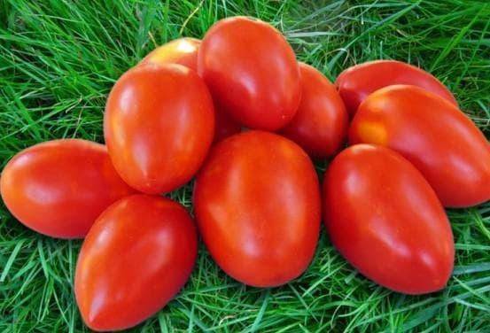 Лучшие сорта низкорослых томатов для теплиц