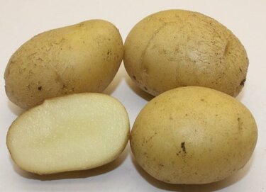 Один из самых неприхотливых сортов картофеля — «лина»: описание урожайности и советы по выращиванию