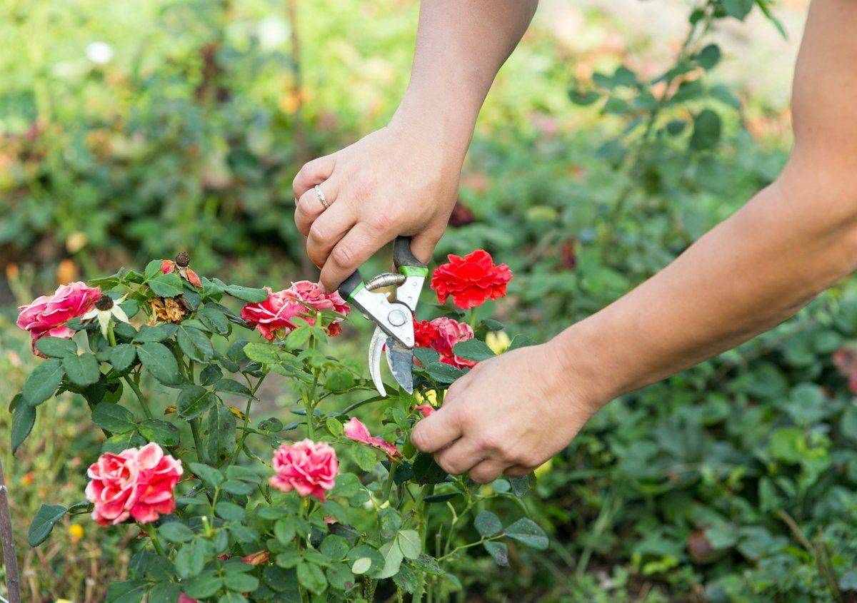 Как пересадить домашнюю розу: правила и полезные советы. комнатная роза
