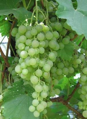 Выращивание винограда элегант