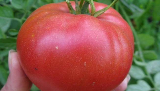Сорт томатов загадка природы: лучший сорт-биколор для теплиц и открытого грунта