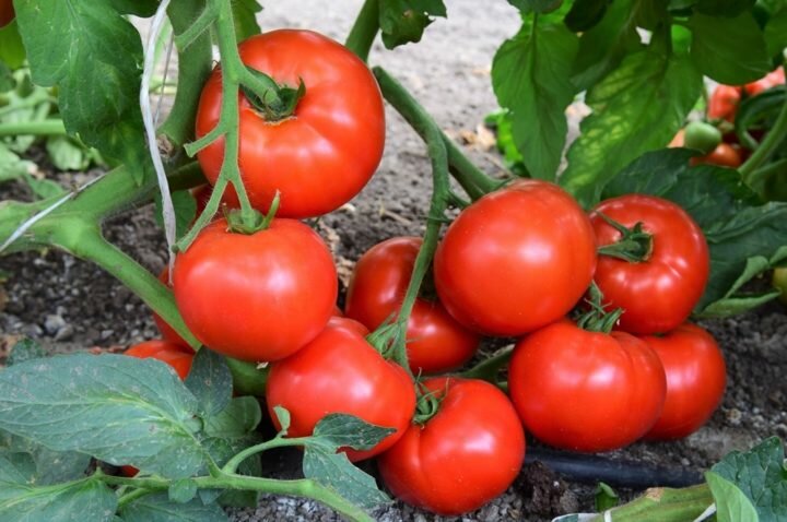 Индетерминантные томаты - это... определение, сорта, формирование и уход