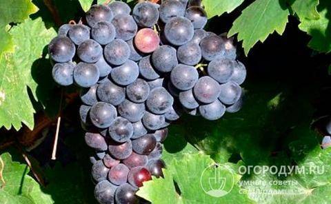 Виноград молдова: описание сорта, фото, отзывы, видео