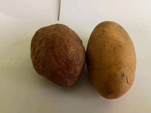 Как бороться с паршой на картофеле