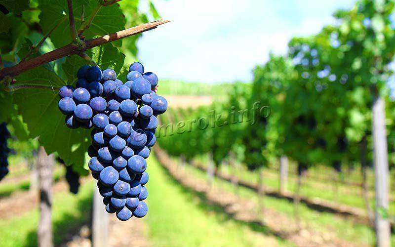 Самый зимостойкий виноград «амурский потапенко»