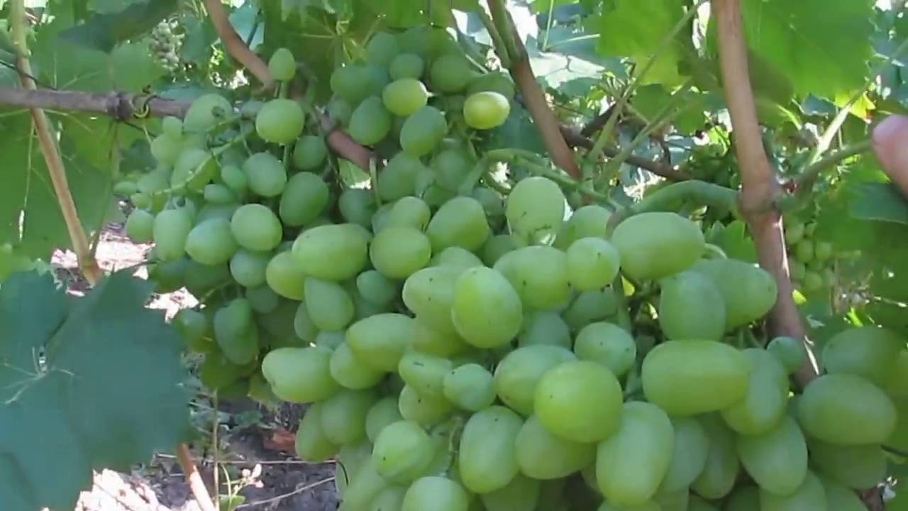 Сорт винограда Бажена