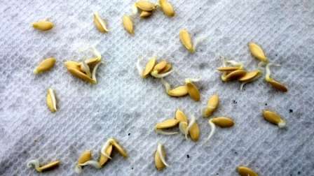 Как замочить семена огурцов перед посадкой: зачем проращивать семена и как это делается правильно (115 фото + видео)