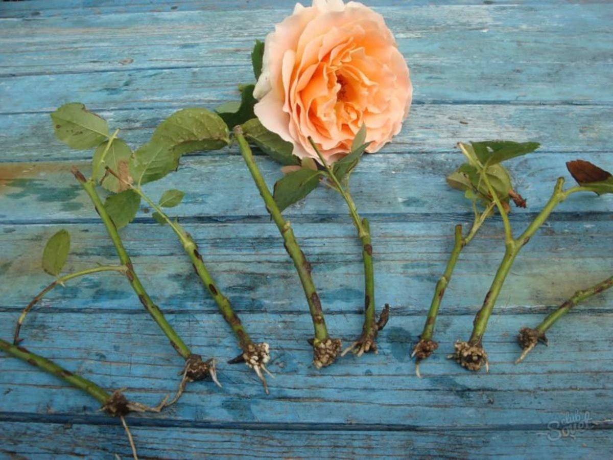 Все этапы черенкования роз осенью в домашних условиях и уход за растением сразу после процедуры