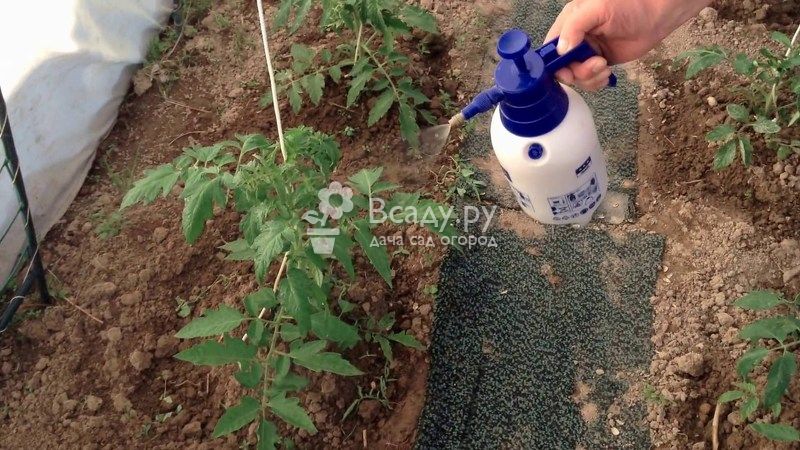 Борная кислота для томатов и огурцов, перцев, клубники и других растений: опрыскивание и применение, как разводить