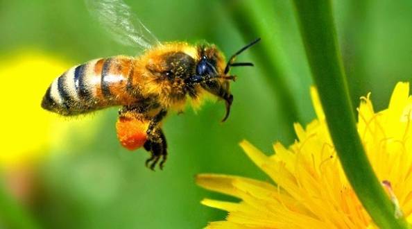 Акарапидоз пчел: лечение лозевалем и апифитом
