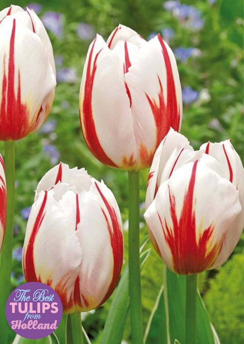 Описание и особенности выращивания тюльпана verandi
