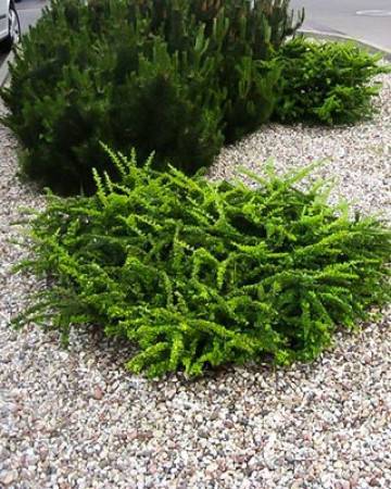 Барбарис грин карпет (green carpet): описание и фото