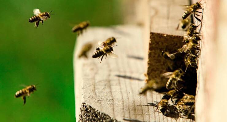 Как происходит зимовка пчел в ульях без дна