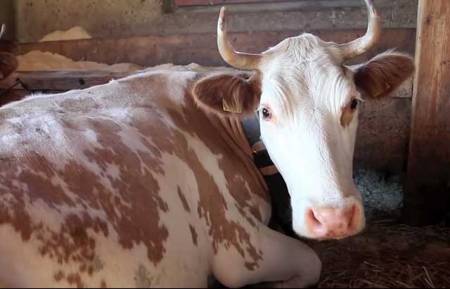 Бородавки на вымени у коровы чем лечить (фото и видео)