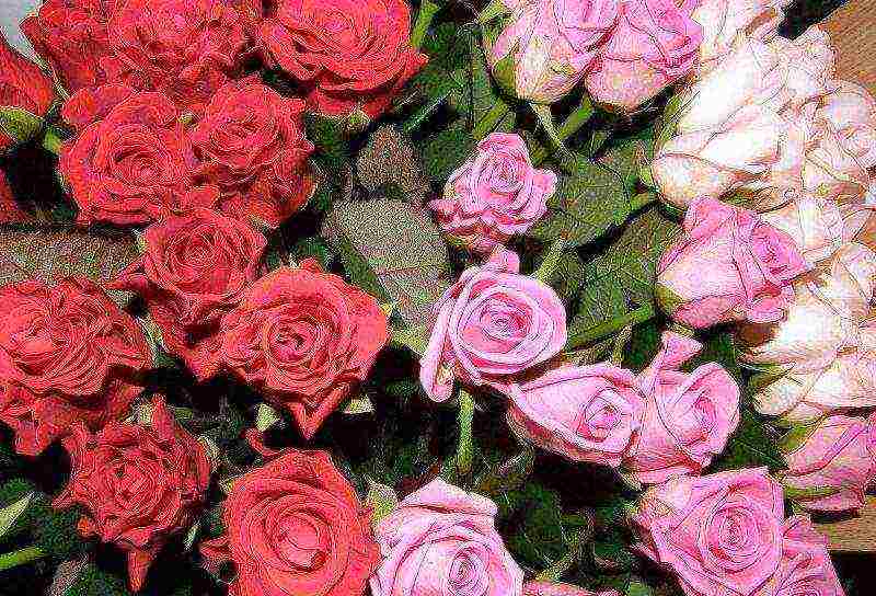 Посадка роз осенью – 5 преимуществ и пошаговая инструкция