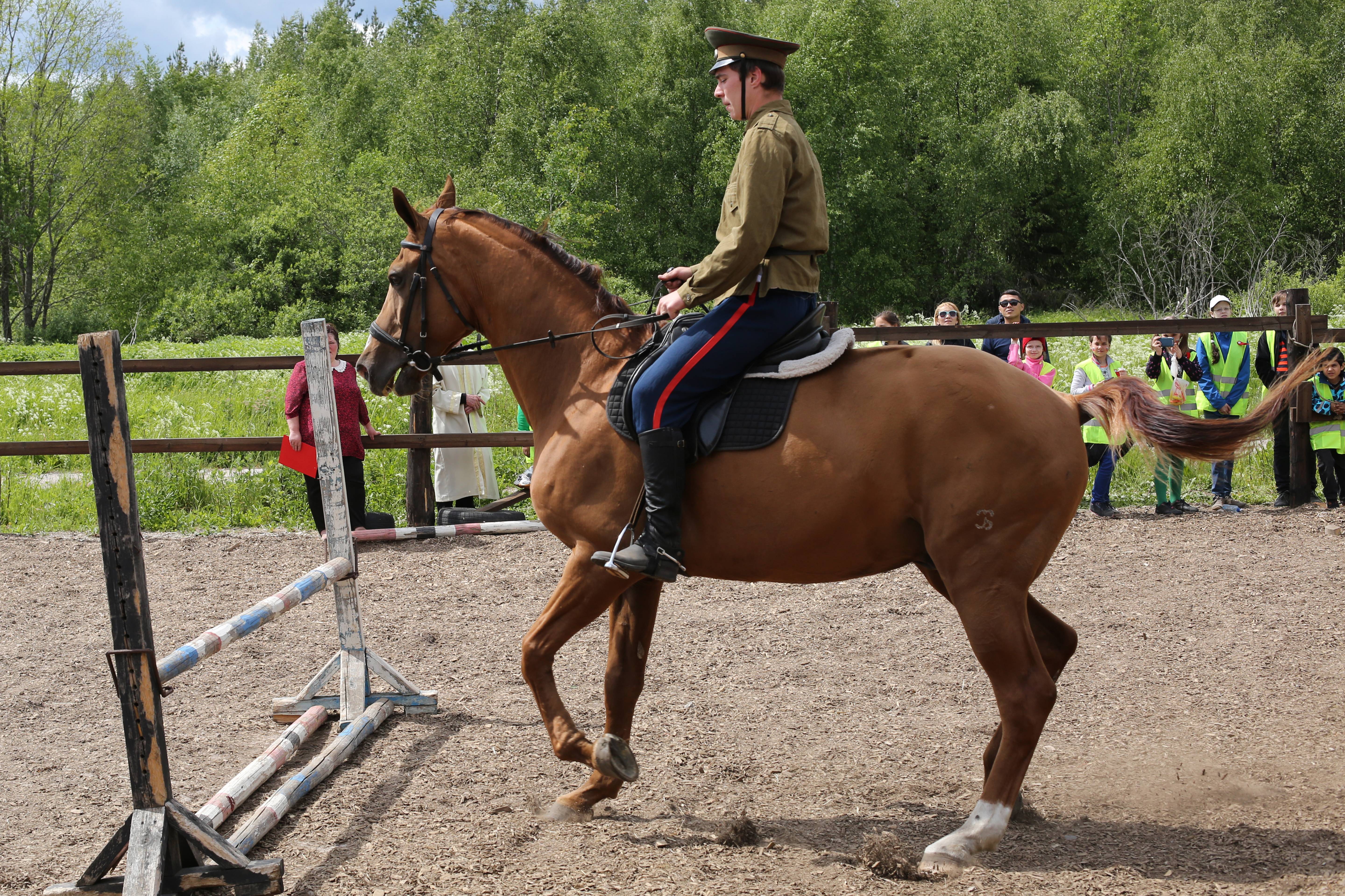 Донские лошади – русская самобытность и прогрессивная селекция