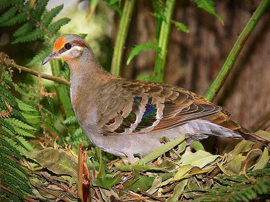 Сизый голубь: описание и среда обитания