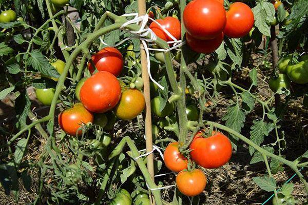 Кто сажал томат московский деликатес: 30 фото и отзывы