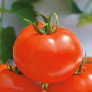 Вкусные томаты «волгоградский розовый»: особенности выращивания и описание сорта