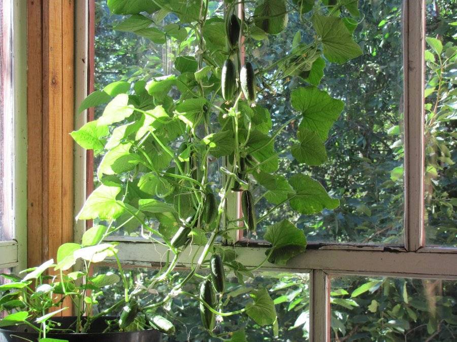Огурцы на балконе - выращивание пошагово