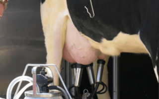 Лечение мастита у коров в домашних условиях (народные средства, препараты)