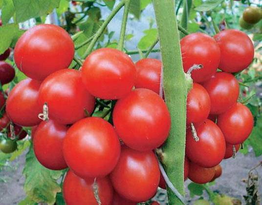 Самые урожайные сорта томатов для теплицы и открытого грунта | красивый дом и сад