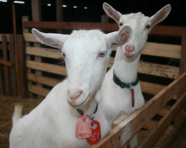 Лучшие породы коз мясного направления: их характеристики и фото