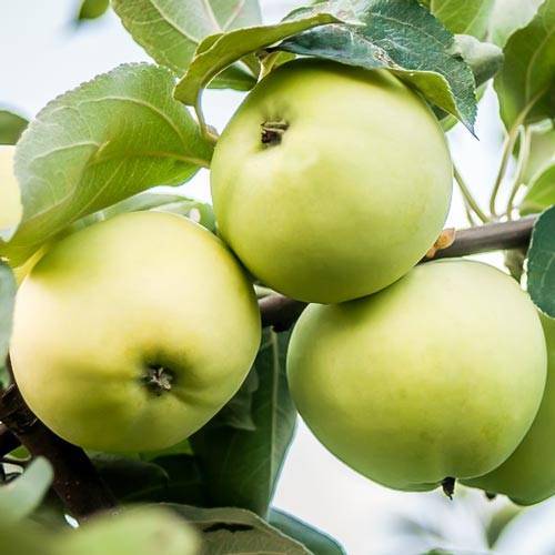 Всеми любимые яблони белый налив: описание сорта и его особенности