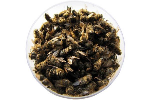 Чем полезен пчелиный подмор для мужчин
