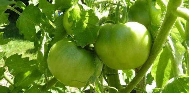 Как хранить зеленые помидоры чтобы они покраснели или остались зелеными