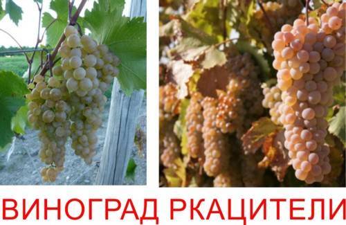 Ркацители (rkatsiteli) – грузинское белое сухое вино