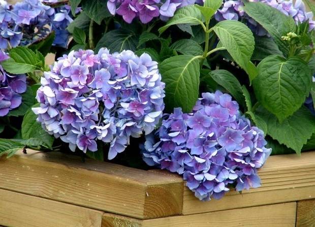Как ухаживать за гортензией садовой: почему не цветет, как поменять цвет и многое другое