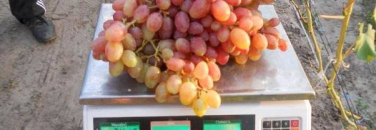 Виноград рута: описание сорта, фото и отзывы садоводов