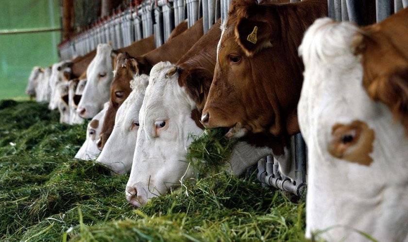 Чем опасен кетоз у коров и как он протекает? симптомы, методы лечения и профилактика болезни