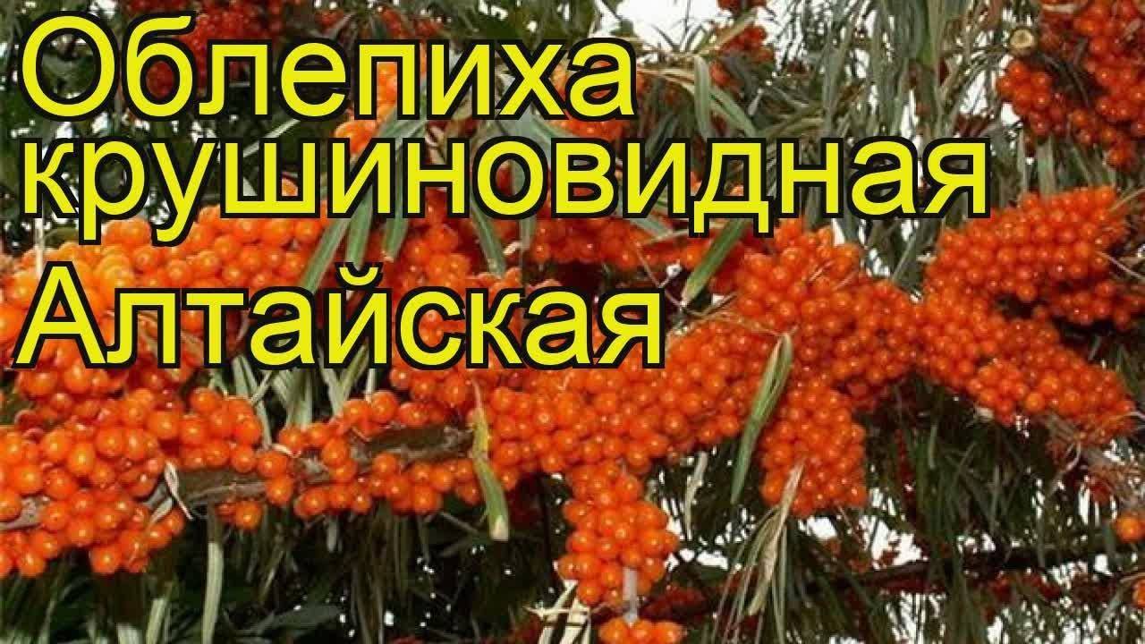 Облепиха сорт алтайская описание сорта фото