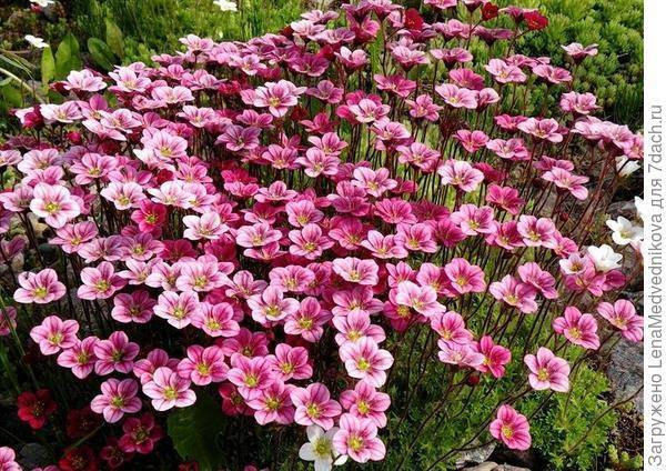 Цветок камнеломка: фото и названия видов, посадки, ухода и выращивания растения в саду