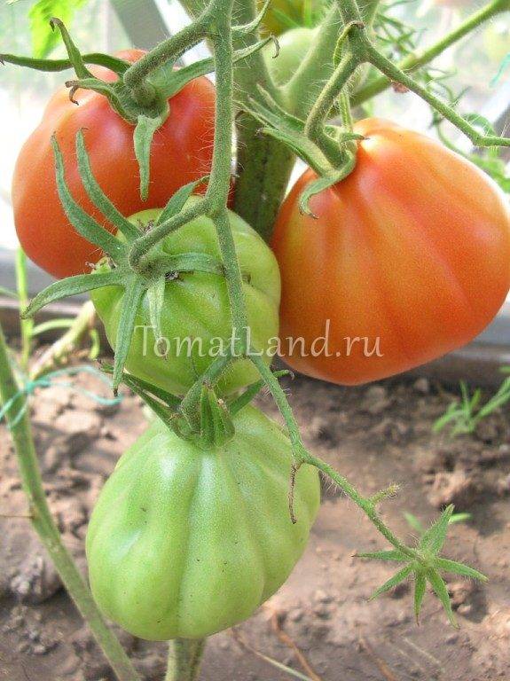 Отличный выбор для тех, кто хочет получить богатый ранний урожай отличных помидоров — томат «богата хата f1»