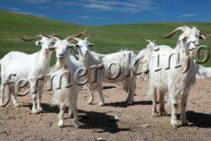 Зааненские козы: описание породы, фото, содержание, кормление и особенности разведения