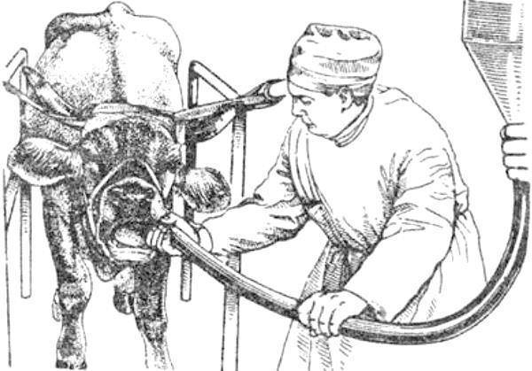 Что делать при вздутии живота у коровы, телят, крс (лечение тимпании рубца)
