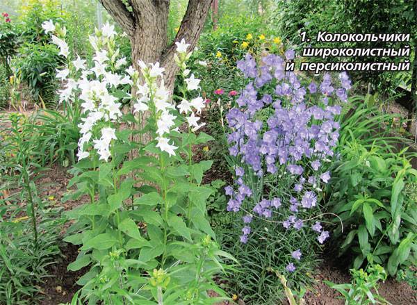 Синие цветы для сада на весь сезон: 41 растение с фото и описанием