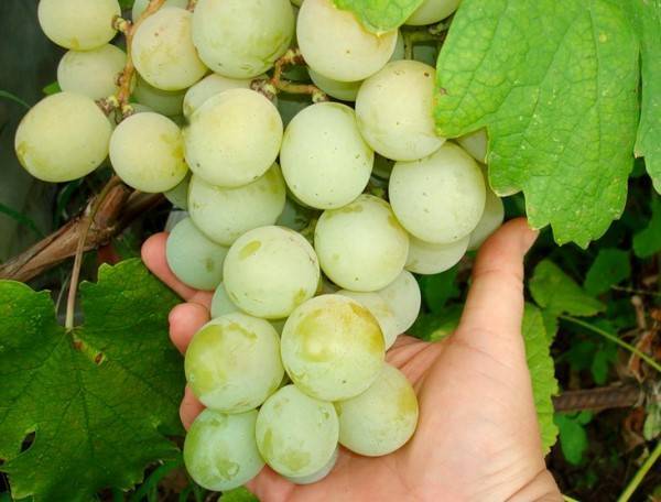 Виноград азалия: что нужно знать о нем, описание сорта, отзывы