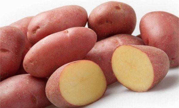 Сорт картофеля «ажур»: характеристика, урожайность, отзывы и фото