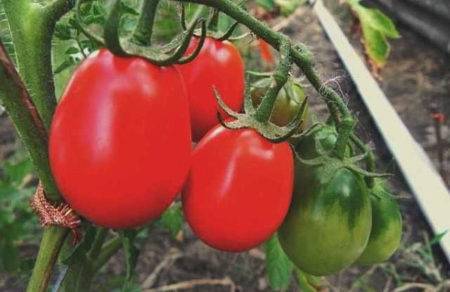 Томат "засолочный деликатес": описание сорта и особенности выращивания