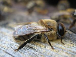 Как живут пчелы и чем отличаются матки, трутни и рабочие пчелы?