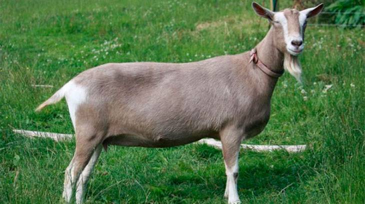 Молочные породы коз (54 фото): самые лучшие дойные породы без запаха, описание чешской и тоггенбургской коз, основные показатели удоев
