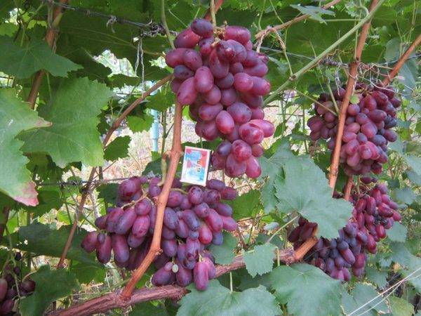 Перспективный сорт xxi века: виноград «потомок ризамата»