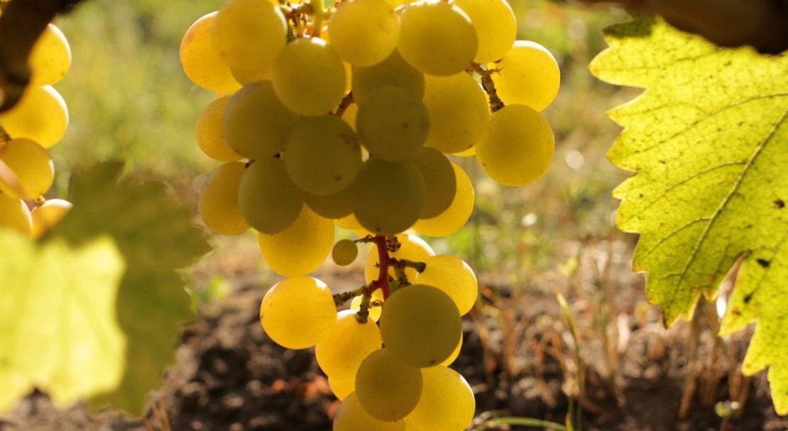 Виноград галбена ноу: описание сорта, фото, отзывы