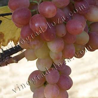 Описание и фото бескосточковых (кишмиш) сортов винограда